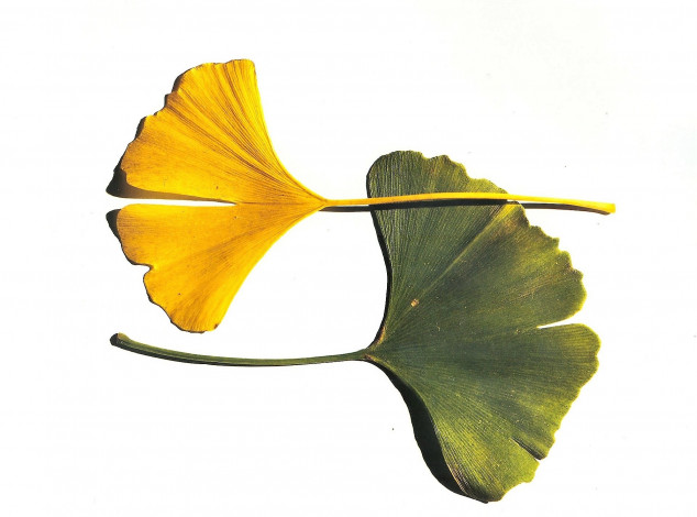 Обои картинки фото рисованное, природа, листья, желтый, зеленый