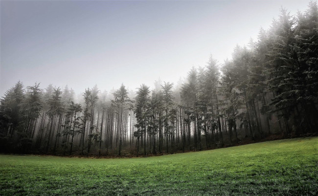 Обои картинки фото природа, лес, лужайка, туман
