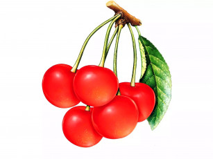 Картинка рисованное еда вишни