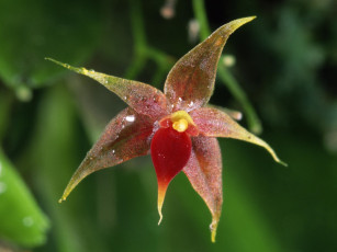 Картинка miniature epiphytic orchid costa rica цветы орхидеи