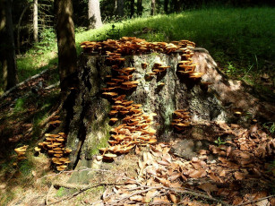 Картинка природа грибы лес пень