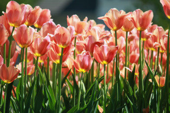 Картинка цветы тюльпаны лепестки