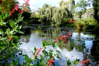 Картинка природа реки озера цветы ива вода