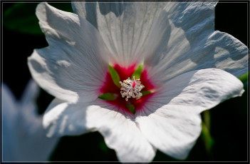Картинка цветы лаватера лепестки