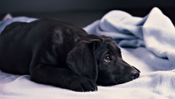 Картинка животные собаки черный лежит щенок лабрадор