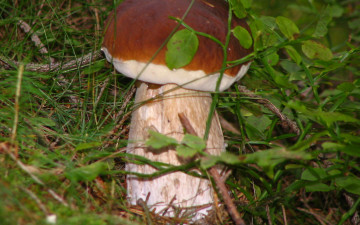 Картинка природа грибы трава боровик