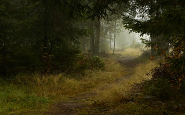 Картинка природа лес ели тропинка деревья туман осень тропа