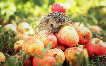 Картинка животные ежи яблоки