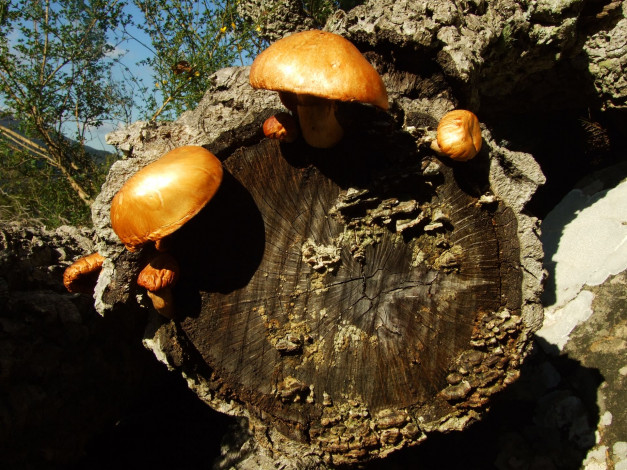 Обои картинки фото природа, грибы, бревно