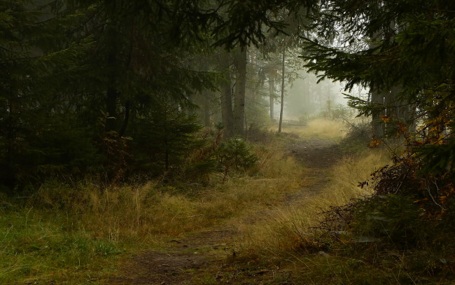 Обои картинки фото природа, лес, ели, тропинка, деревья, туман, осень, тропа