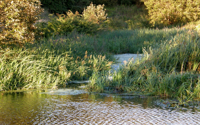 Обои картинки фото природа, реки, озера, трава, вода