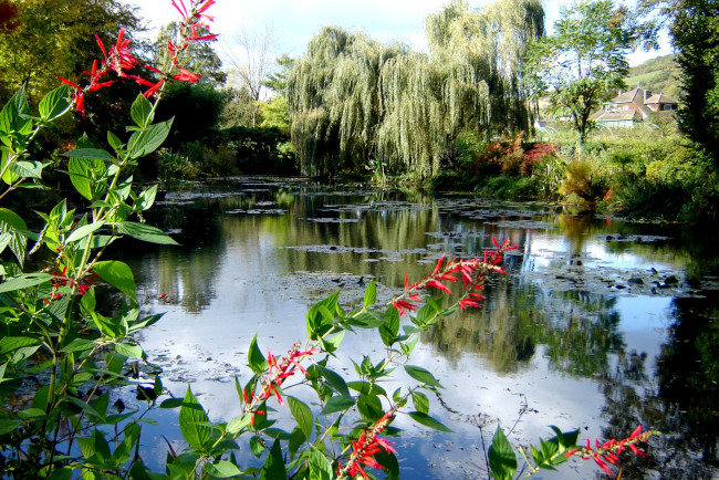 Обои картинки фото природа, реки, озера, цветы, ива, вода