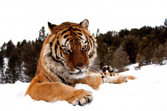 Обои картинки фото животные, тигры, зима, снег, хищник