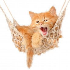 Картинка животные коты гамак рыжий котёнок