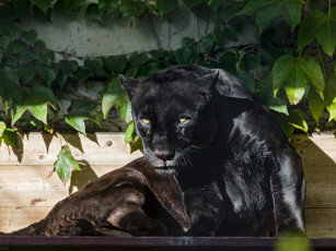 Картинка животные пантеры ягуар листва солнце кошка черный