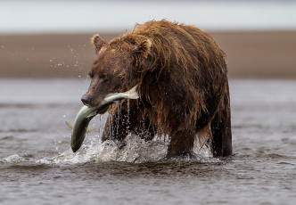 Картинка животные медведи добыча лосось медведь река