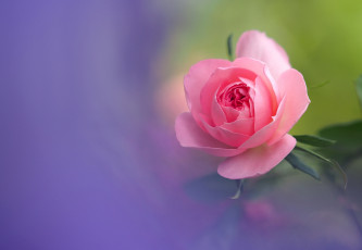 Картинка цветы розы боке розовый