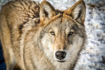 Картинка животные волки +койоты +шакалы интерес внимание морда волк