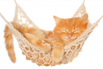 Картинка животные коты котёнок гамак рыжий