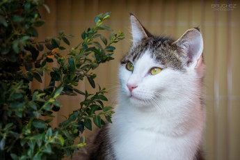Картинка животные коты морда кошка листва