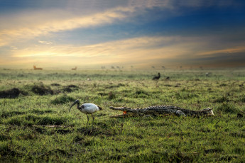 Картинка животные разные+вместе природа птица крокодил