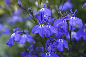 Картинка цветы лобелии синий
