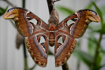 Картинка животные бабочки бабочка окраска