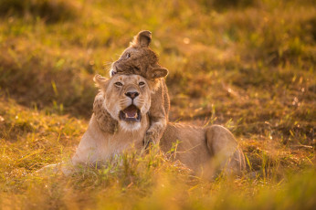 Картинка животные львы львёнок львица игра