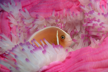 обоя животные, рыбы, рыбка, коралл, море, прячется, розовые