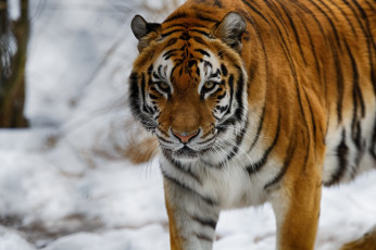 Картинка животные тигры зима морда кошка
