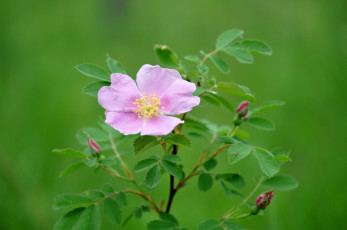Картинка цветы шиповник розовый