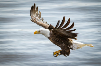 Картинка животные птицы+-+хищники хищник крылья полет вода птица орлан