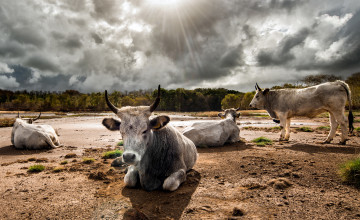 Картинка животные коровы +буйволы поле рога быки