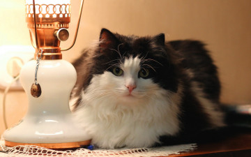 Картинка животные коты лампа кошка фон