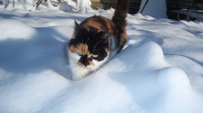 Обои картинки фото животные, коты, пробирается, снег, кошка