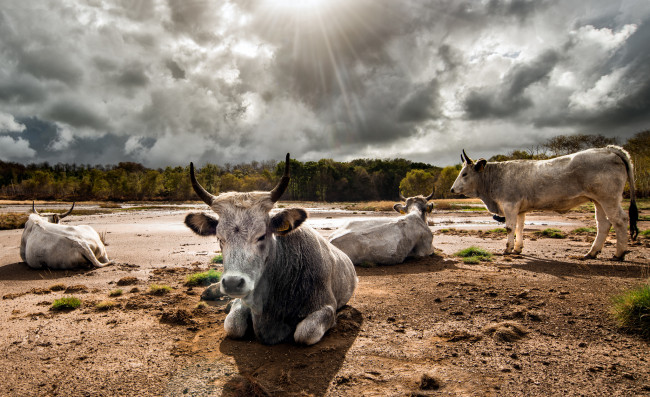 Обои картинки фото животные, коровы,  буйволы, поле, рога, быки