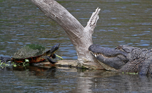 Обои картинки фото животные, разные вместе, крокодил, черепаха, река, бревно