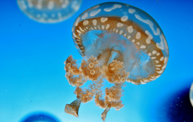 Обои картинки фото животные, медузы, синий, вода, медуза