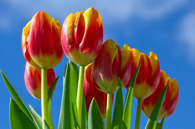 Обои картинки фото цветы, тюльпаны, небо, бутоны