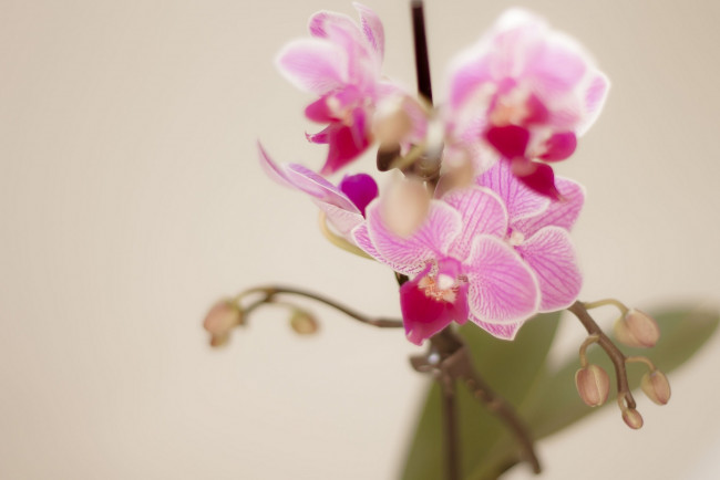 Обои картинки фото цветы, орхидеи, розовый, лепестки, ветка