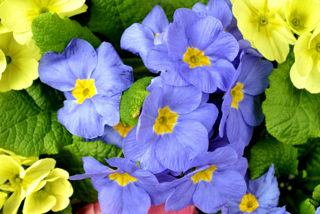 Обои картинки фото цветы, примулы, голубой