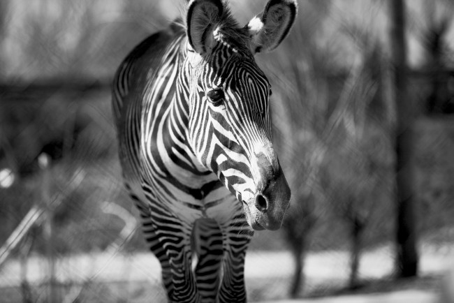 Обои картинки фото животные, зебры, морда, черно-белое