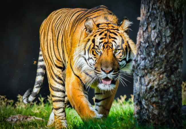 Обои картинки фото животные, тигры, морда, кошка, солнце, язык