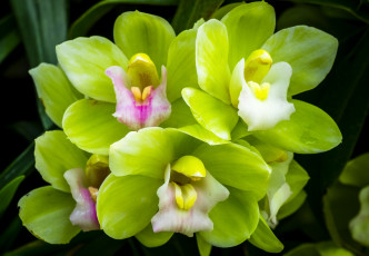 Картинка цветы орхидеи макро зеленая орхидея
