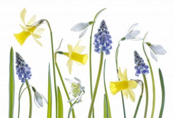 Картинка цветы разные+вместе нарцисс подснежник мускари гиацинт