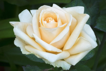Картинка цветы розы роза макро лепестки нежность