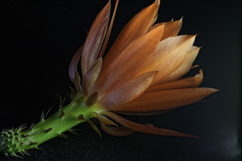 Картинка цветы кактусы лепестки листья