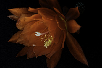 Картинка цветы кактусы лепестки листья