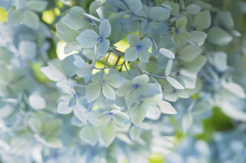Картинка цветы гортензия макро нежность голубой