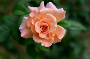 Картинка цветы розы лепестки бутон роза макро